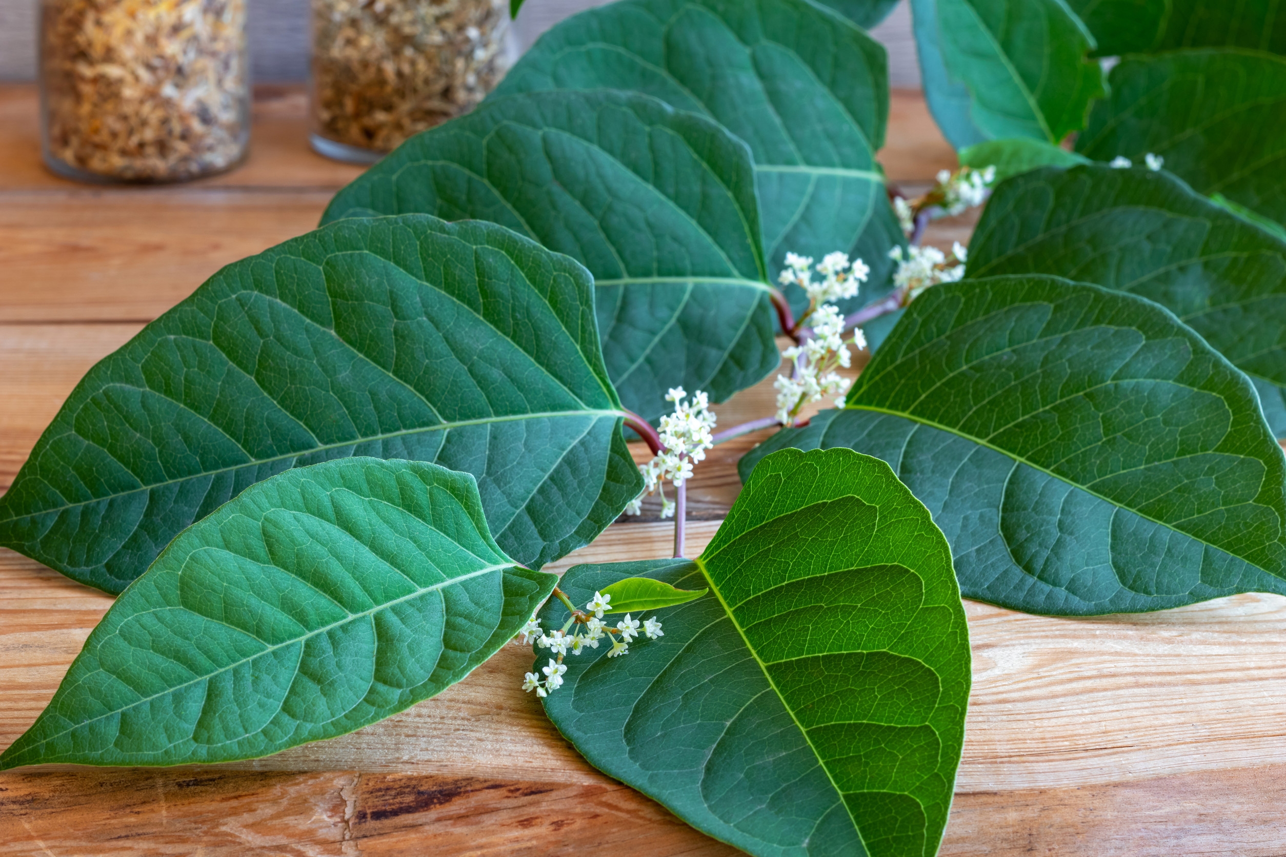 Ingredient: Ekstrakt z korzenia rdestu japońskiego