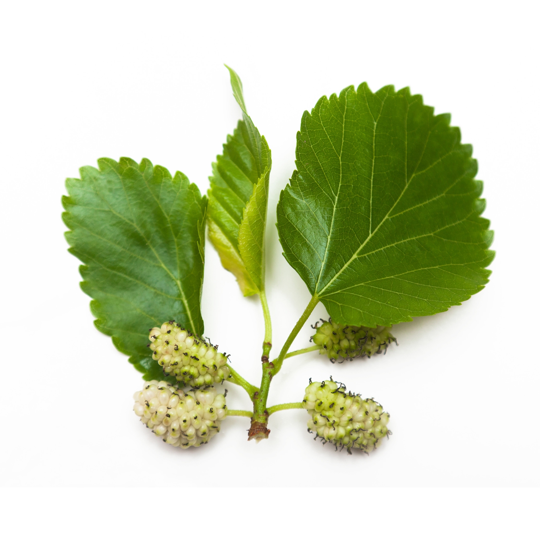 Ingredient: Ekstrakt z liści morwy białej
