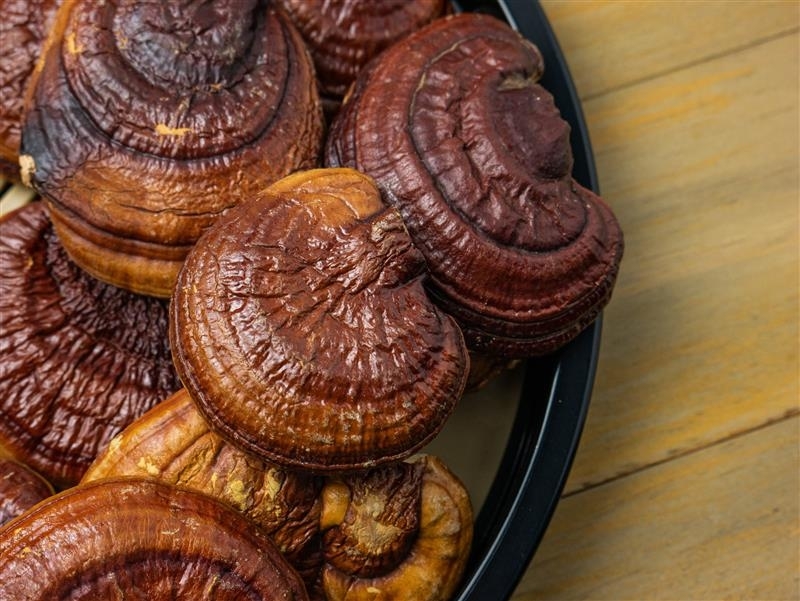 Ingredient: Ekstrakt z owocników reishi