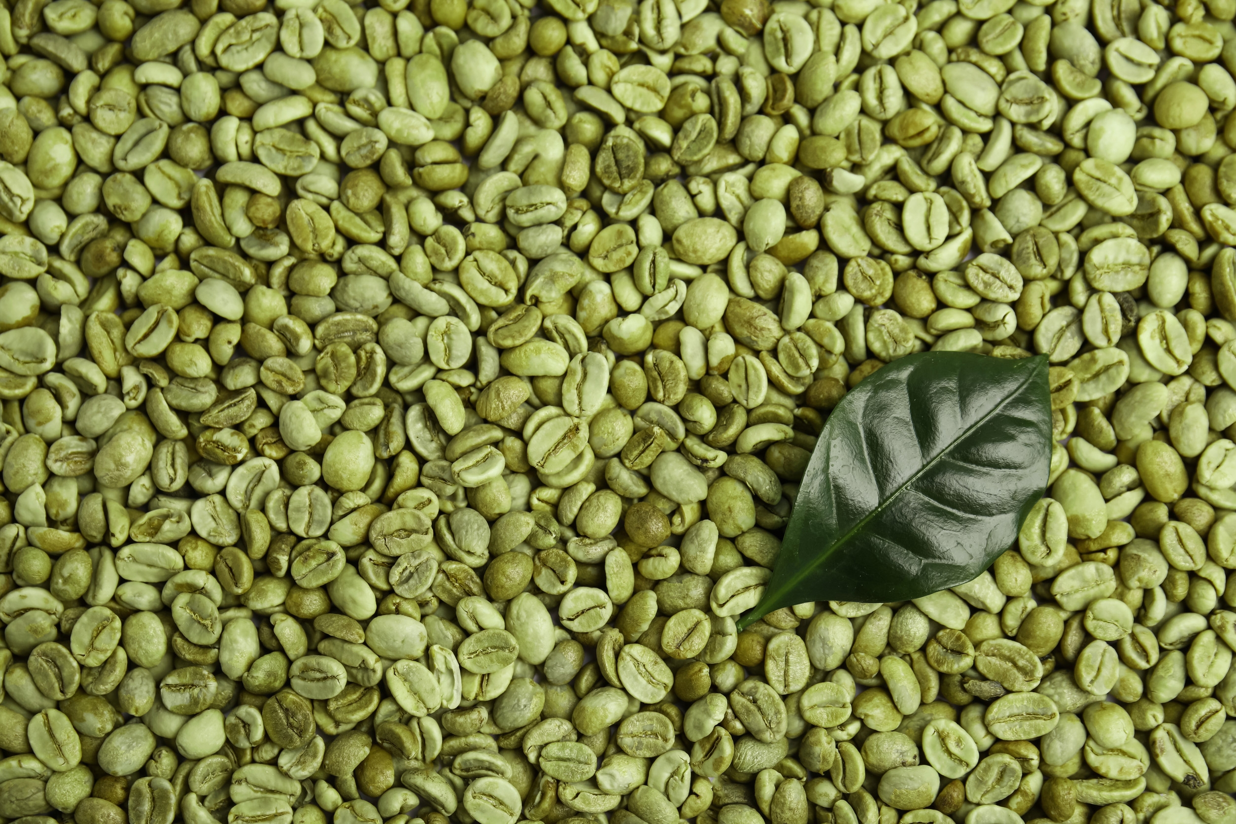 Ingredient: Ekstrakt z zielonej kawy