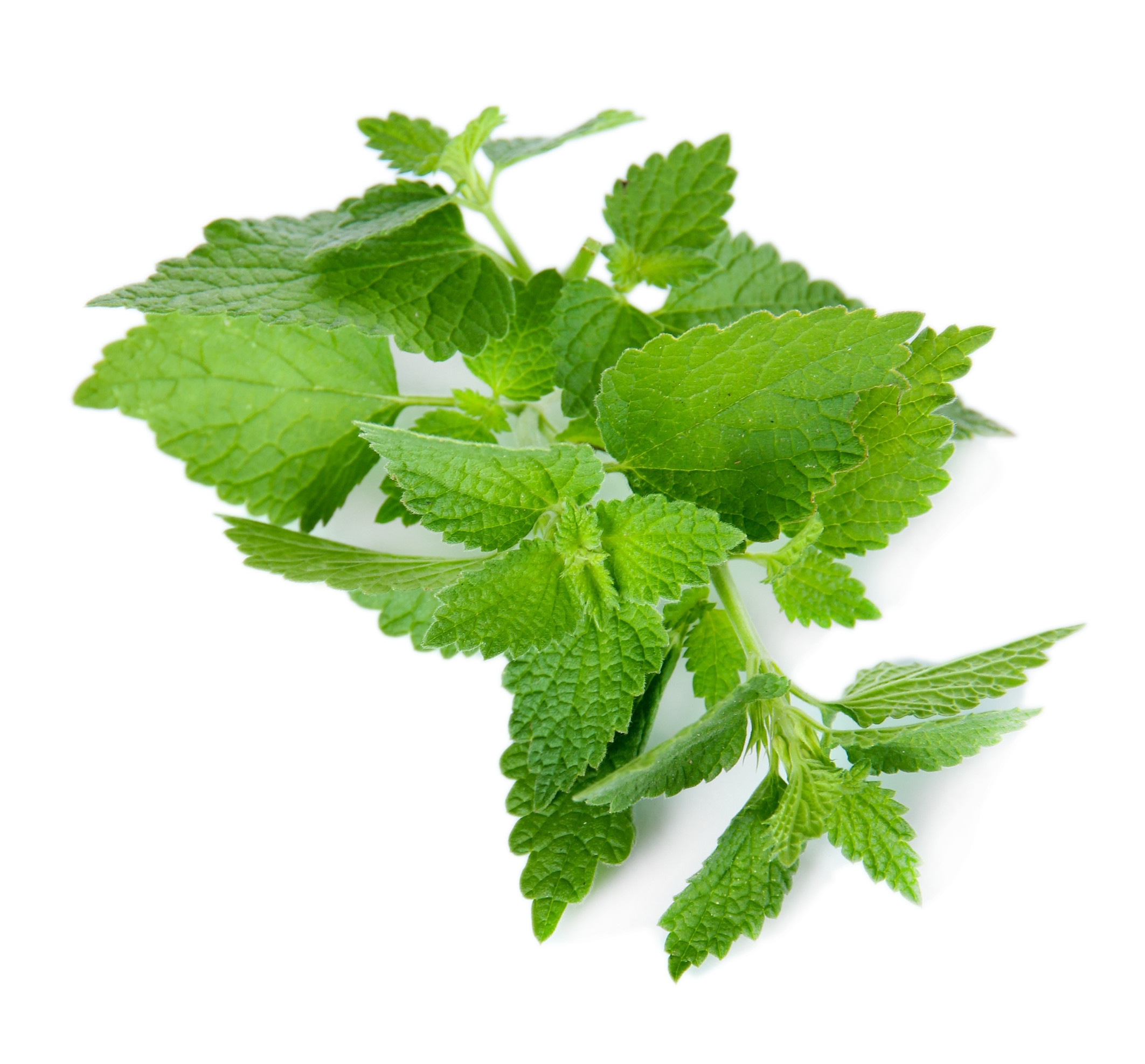 Ingredient: Ekstrakt z liści pokrzywy